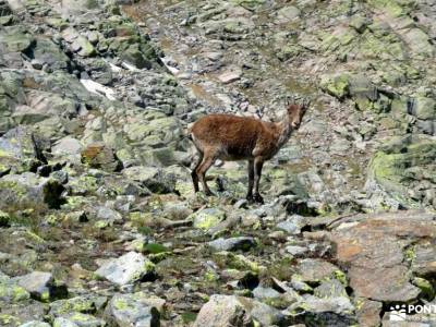 Morezón - Sierra de Gredos; viajes para solteros jovenes ebro nacimiento bosques magicos que hacer e